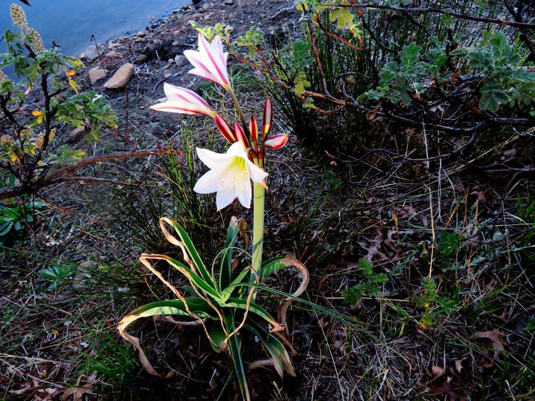 Crinum macowanii