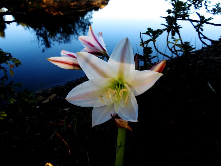 Crinum macowanii