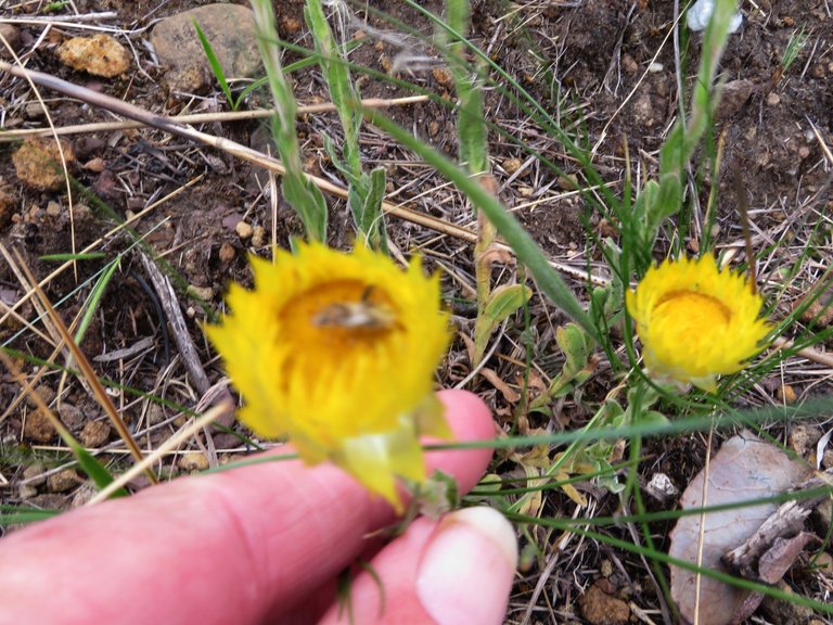 Helichrysum cooperi