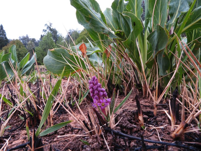 Ledebouria sandersonii ~ Fairy African hyacinth