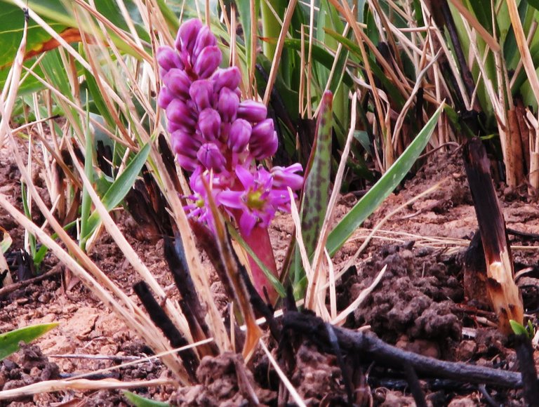 Fairy African hyacinth