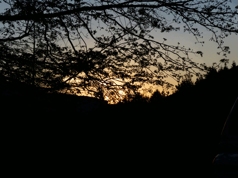 Sunset under Oak Tree