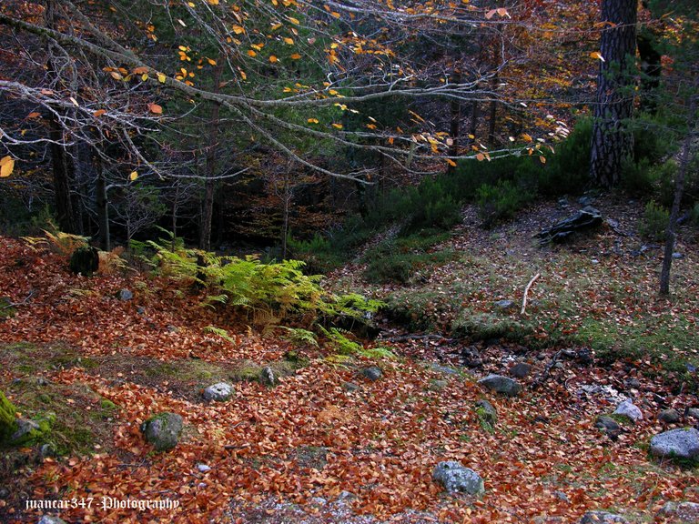 A primordial forest