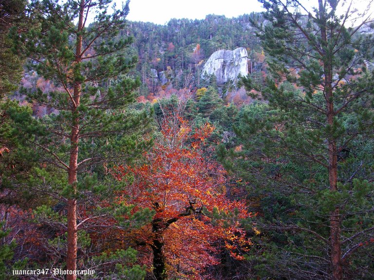 Autumn contrasts