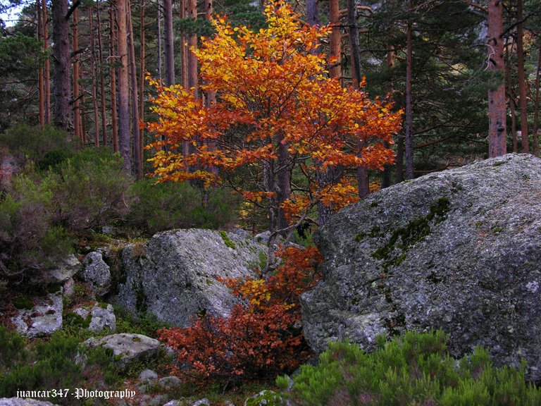 More fall colors