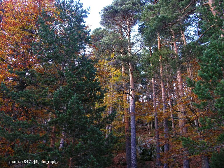 A forest of ancient inhabitants