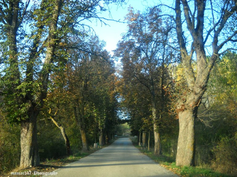 Paths escorted by poplars and oaks