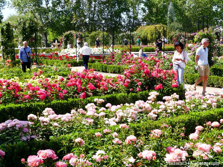 La Rosaleda en plena floración