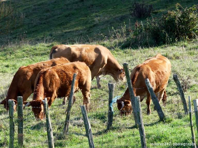 Vacas de raza pasiega