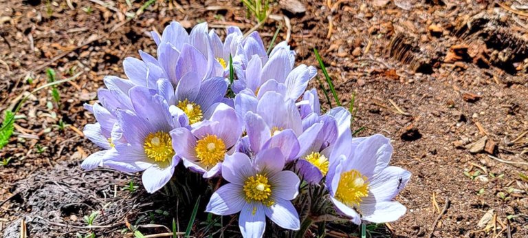 Beautiful wild flowers