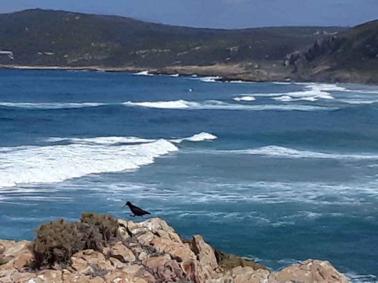 Happy hunting ground for the Oystercatcher