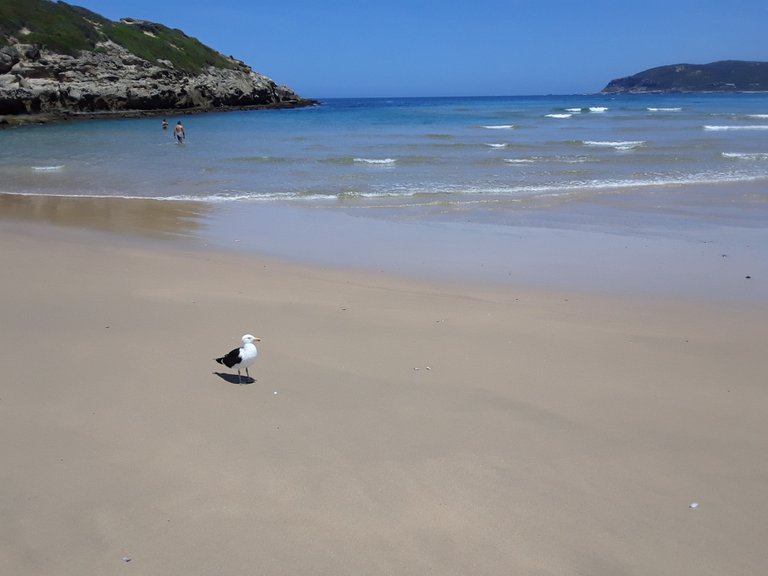 Common seagull, with humans in the background swimming