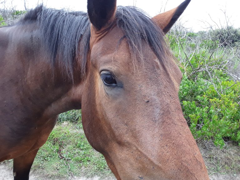 Friendly and tame horses 