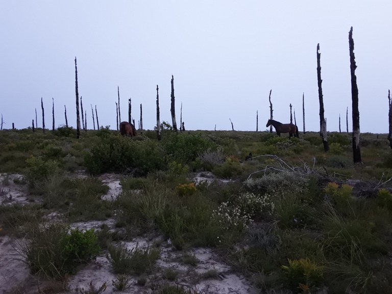 Misty cliffs on the south Cape coast with the fire horse