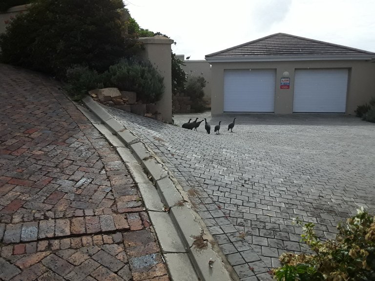 Wild guinea fowl roaming around in groups have free range