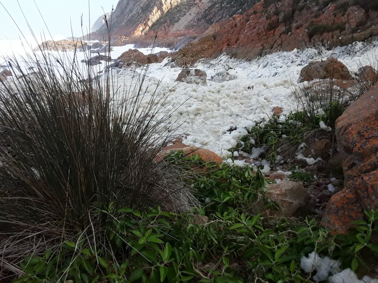 Foam washed up as high as the vegetation today