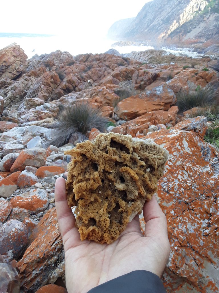 A natural bath sponge for my traveling toiletry kit