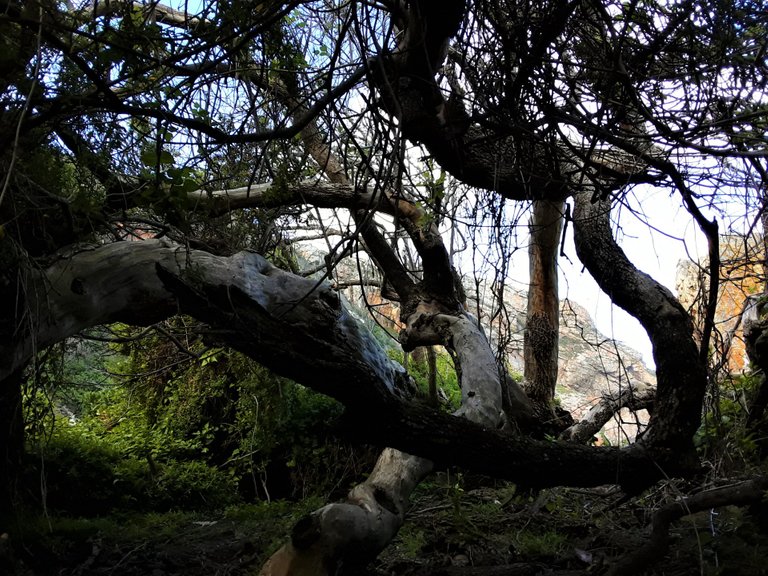 A beautiful shelter among the indigenous flora on the southernmost shoreline of Africa