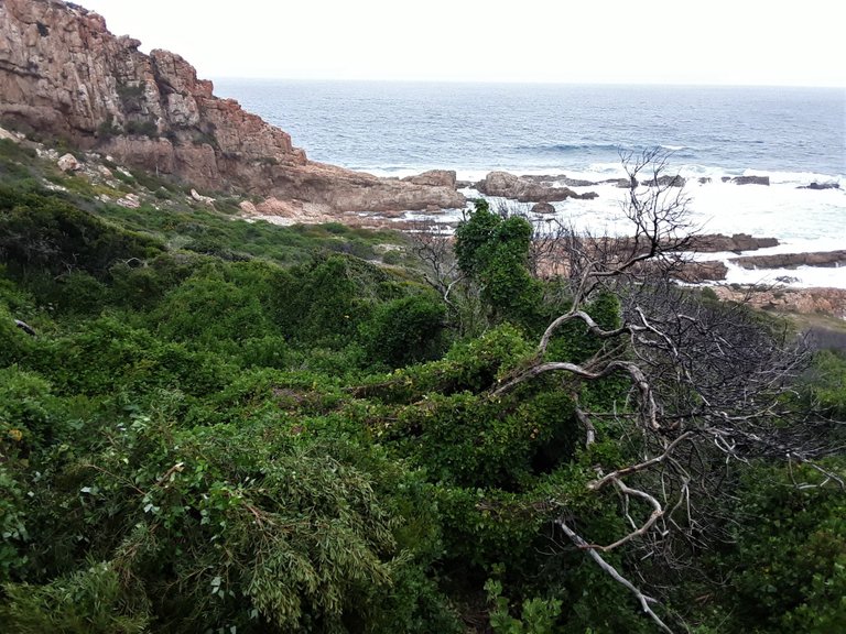 A mass of vegetation swamps the landscape with verdant green