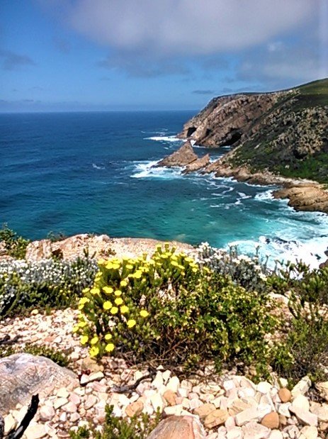 Local ”fynbos” indigenous flowers on the rugged rocky landscape