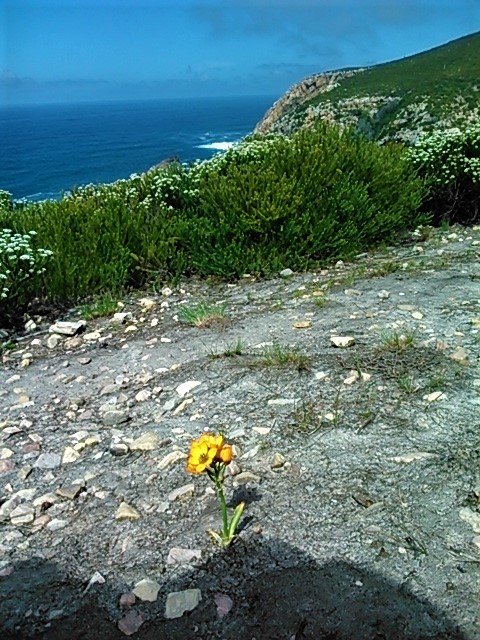 A fleeting glimpse of the delicate blossom that lasts only a few days