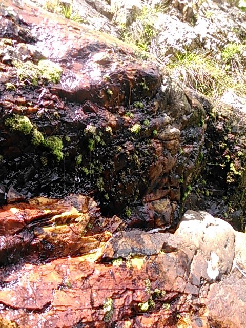 Beautiful trickling water dripping from the mossy rocks