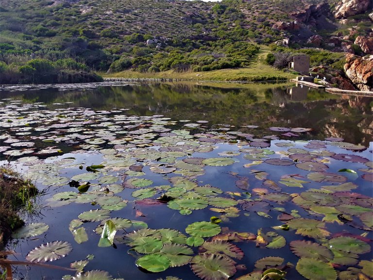 On this pond a frog might turn into a prince or princess