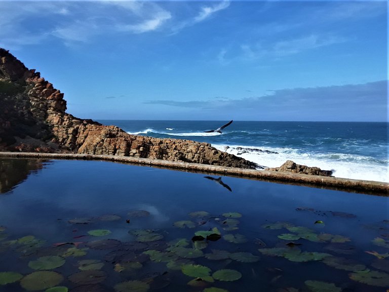 Capturing a shot of a seagull in mid flight and in reflection