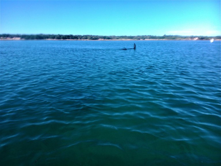 Sighting a seal that had swum into the lagoon through the mouth from the sea, which is just behind the dune in the background