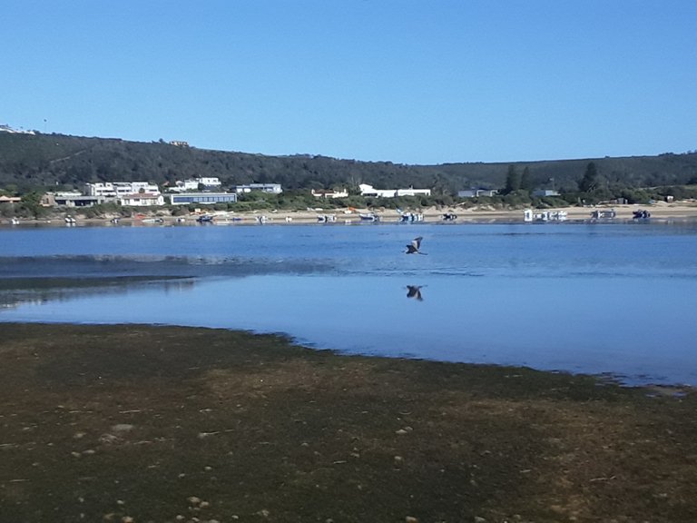 Part of the town of Plett in the background