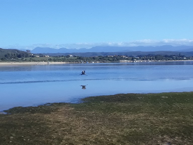 Super low tide on the lagoon with passing birdlife