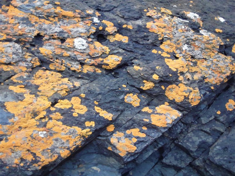 Lichen dotting the granite rock for a unique abstract artwork and splash of color on the monochrome setting