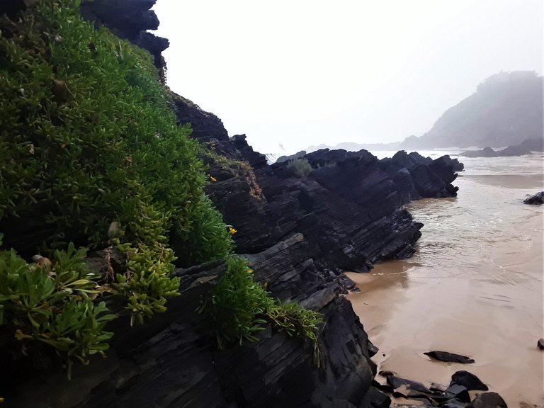 Unique fascinating setting with indigenous flora on the granite rock at the shoreline