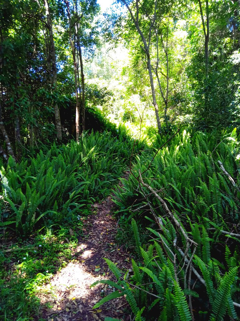 Ferns in abundance on either side of the trail entering the forest.