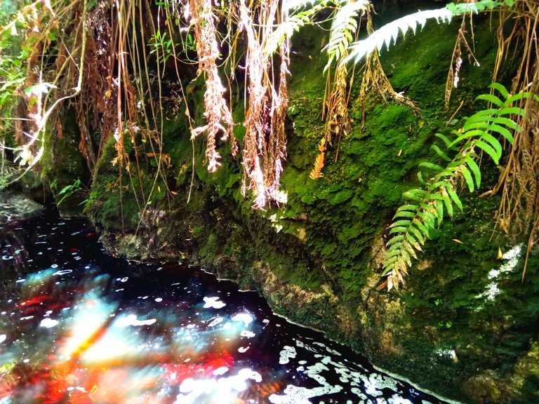 Moist mossy growth on the rock face at the water’s edge.