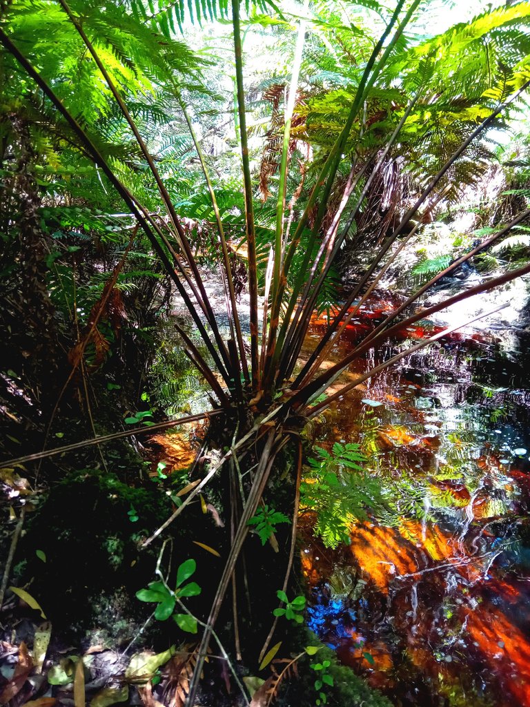 Lush ferns make for an inviting setting.