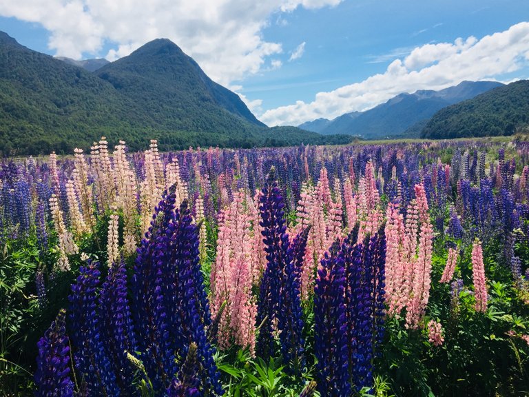 Enjoying the purple Lupin Flora at Lake Tekapo in New Zealand
