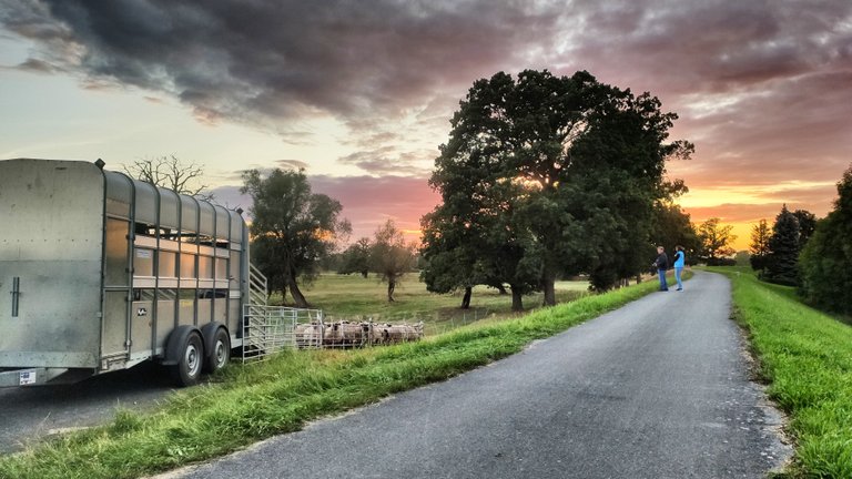 Sheeps packed like sardines.