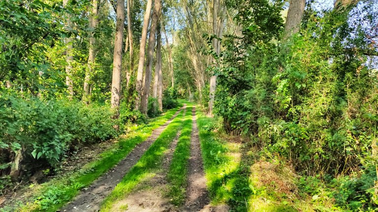 Untrodden paths at the former border.