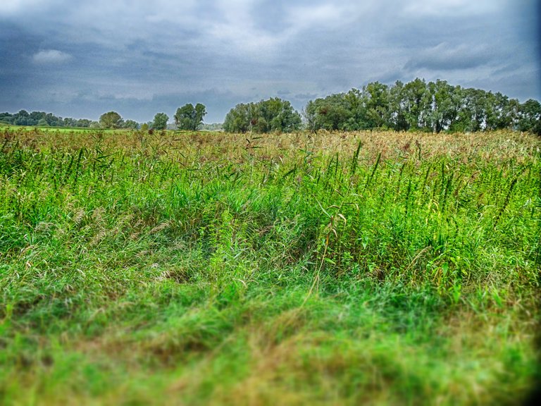 The area is full of green.