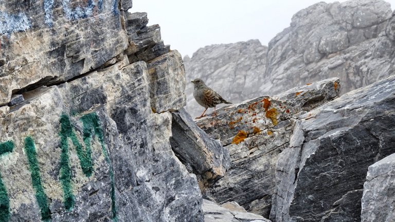 This birds have a rest 2.900 meters high