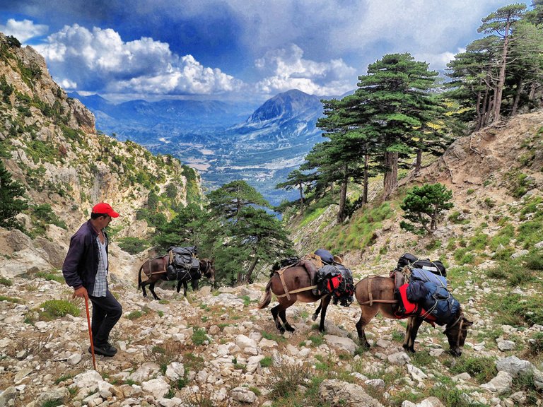 The donkey master and his hard-working helpers