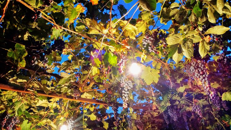 Vine leaves over our dining table