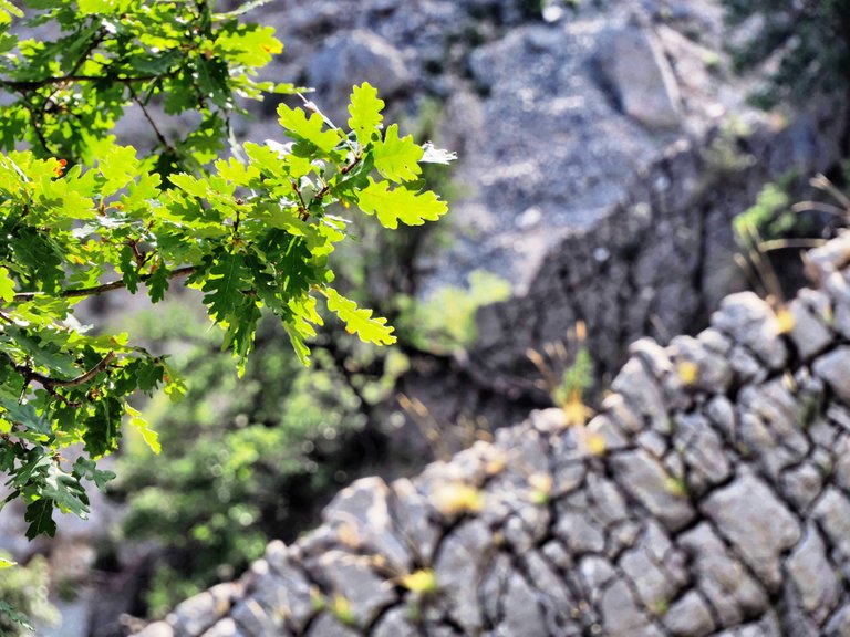 Youngs leafs, old stones