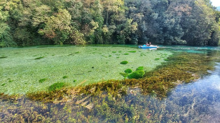 Blue and green and a jungle underwater