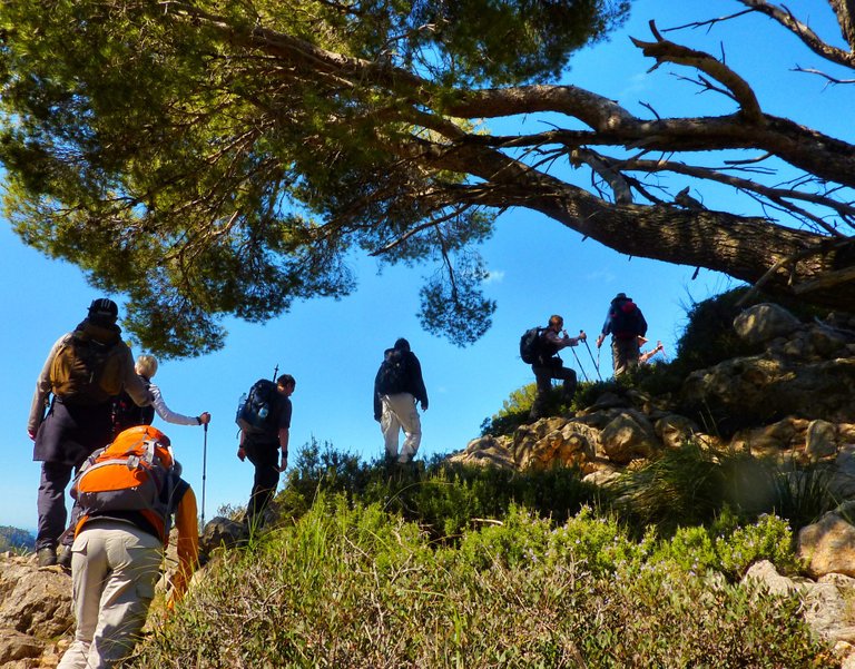 Hiking under nice trees