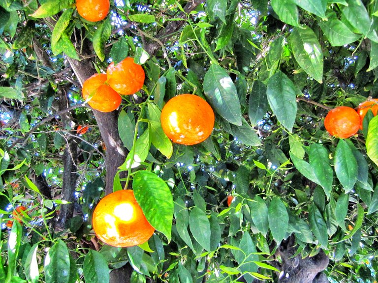 Orange tree roads