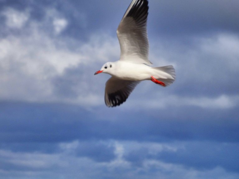 The gull flies from Russia to Poland and back