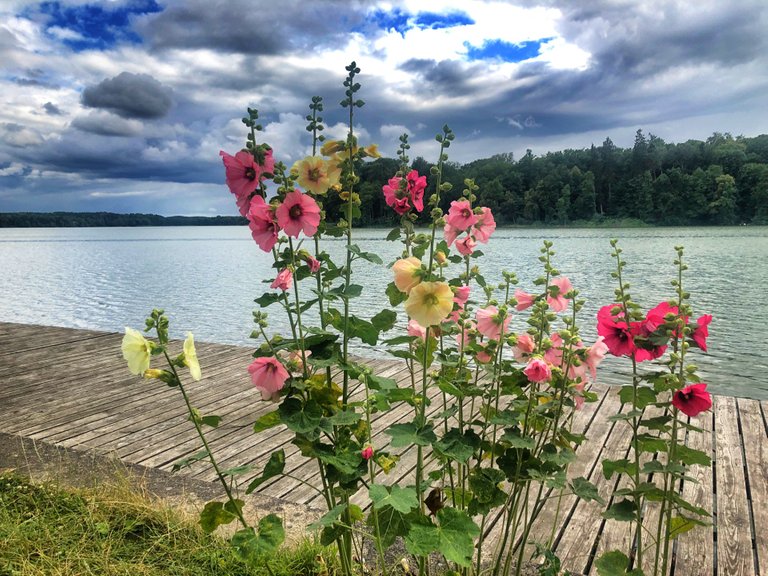 Flowers on the lake