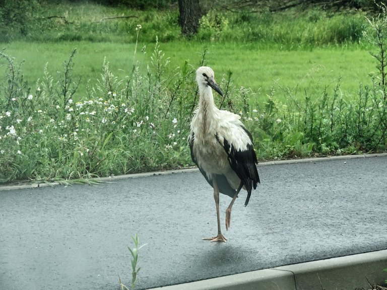 Be a stork and have a walk on the bright side of life
